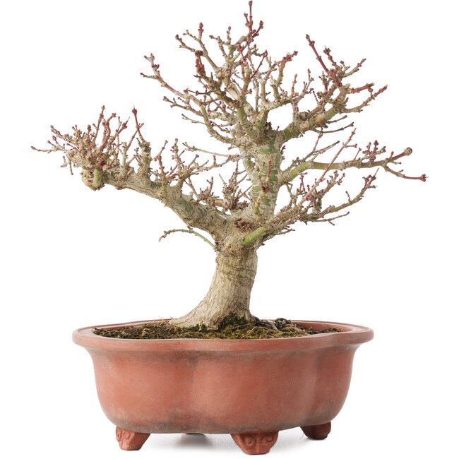 Acer palmatum Kotohime, 23 cm, ± 15 años