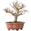 Acer palmatum Kotohime, 23 cm, ± 15 years old