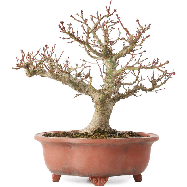 Acer palmatum Kotohime, 23 cm, ± 15 Jahre alt