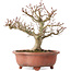 Acer palmatum Kotohime, 23 cm, ± 15 jaar oud
