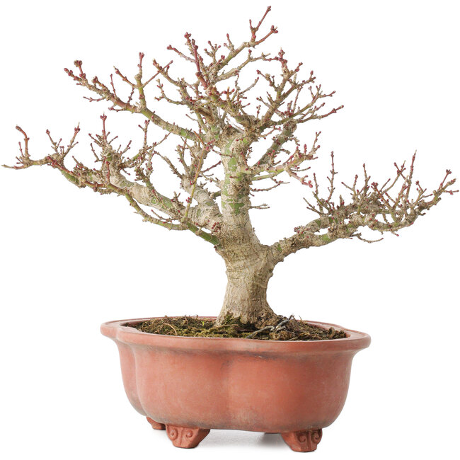 Acer palmatum Kotohime, 23 cm, ± 15 anni