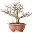 Acer palmatum Kotohime, 23 cm, ± 15 jaar oud