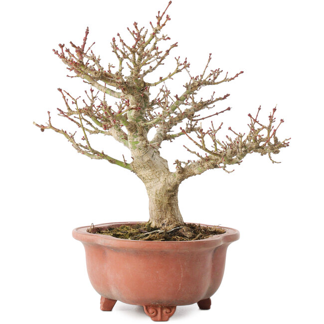 Acer palmatum Kotohime, 23 cm, ± 15 anni