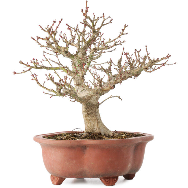 Acer palmatum Kotohime, 23 cm, ± 15 ans