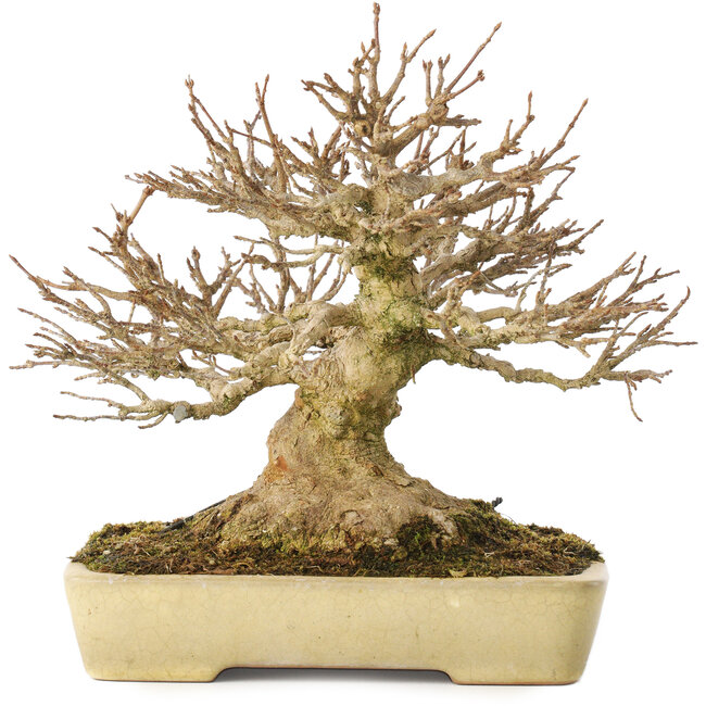 Acer buergerianum, 20,5 cm, ± 40 jaar oud, met een nebari van 11,5 cm, in een handgemaakte Japanse pot van Yamafusa