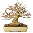 Acer buergerianum, 20,5 cm, ± 40 años, con un nebari de 11,5 cm, en una maceta japonesa hecha a mano por Yamafusa