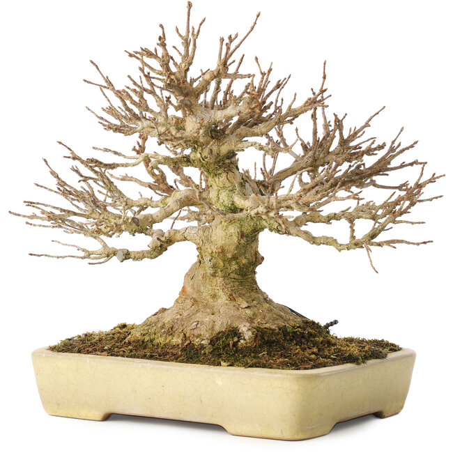Acer buergerianum, 20,5 cm, ± 40 jaar oud, met een nebari van 11,5 cm, in een handgemaakte Japanse pot van Yamafusa