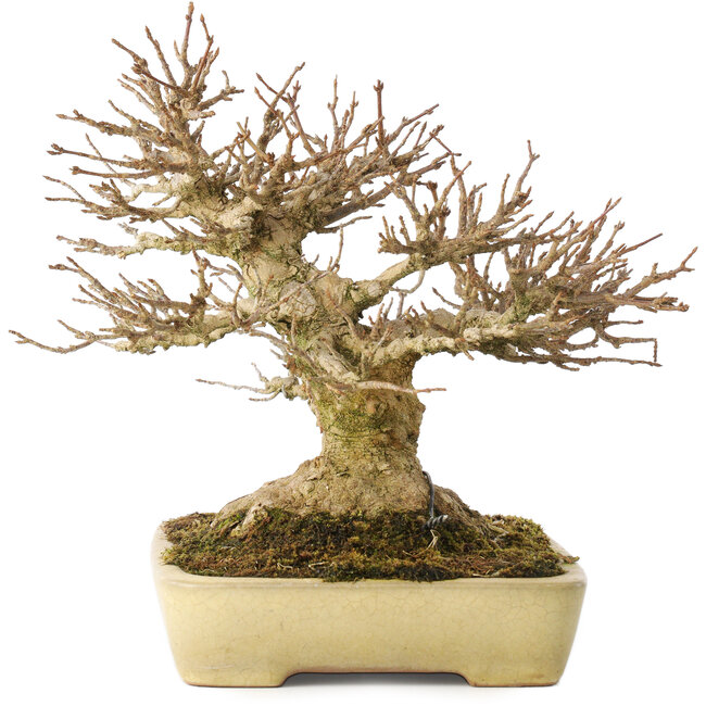 Acer buergerianum, 20,5 cm, ± 40 ans, avec un nebari de 11,5 cm, dans un pot japonais fait main par Yamafusa