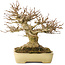 Acer buergerianum, 20,5 cm, ± 40 jaar oud, met een nebari van 11,5 cm, in een handgemaakte Japanse pot van Yamafusa
