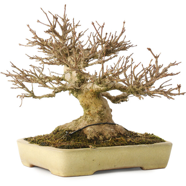 Acer buergerianum, 20,5 cm, ± 40 años, con un nebari de 11,5 cm, en una maceta japonesa hecha a mano por Yamafusa