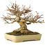 Acer buergerianum, 20,5 cm, ± 40 jaar oud, met een nebari van 11,5 cm, in een handgemaakte Japanse pot van Yamafusa