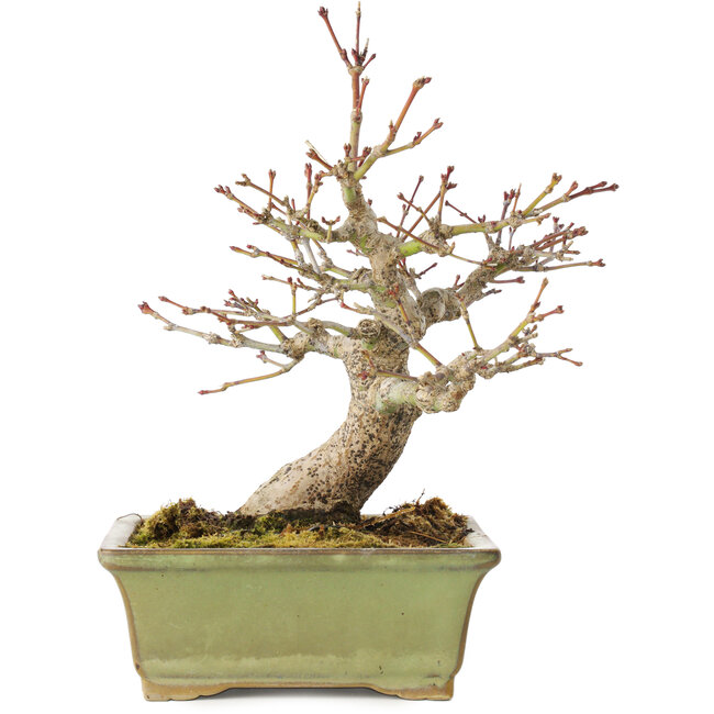 Acer palmatum, 20 cm, ± 20 jaar oud