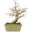 Acer palmatum, 20 cm, ± 20 years old
