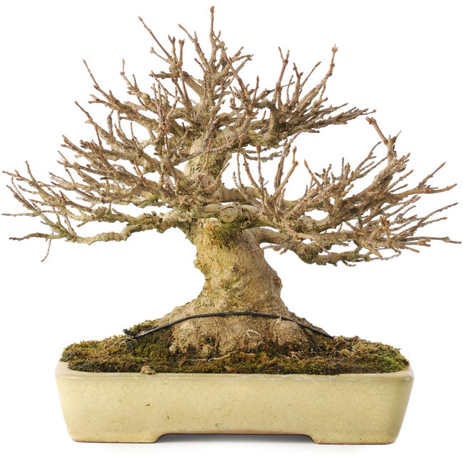 Acer buergerianum, 20,5 cm, ± 40 años, con un nebari de 11,5 cm, en una maceta japonesa hecha a mano por Yamafusa