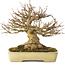 Acer buergerianum, 20,5 cm, ± 40 jaar oud, met een nebari van 11,5 cm, in een handgemaakte Japanse pot van Yamafusa
