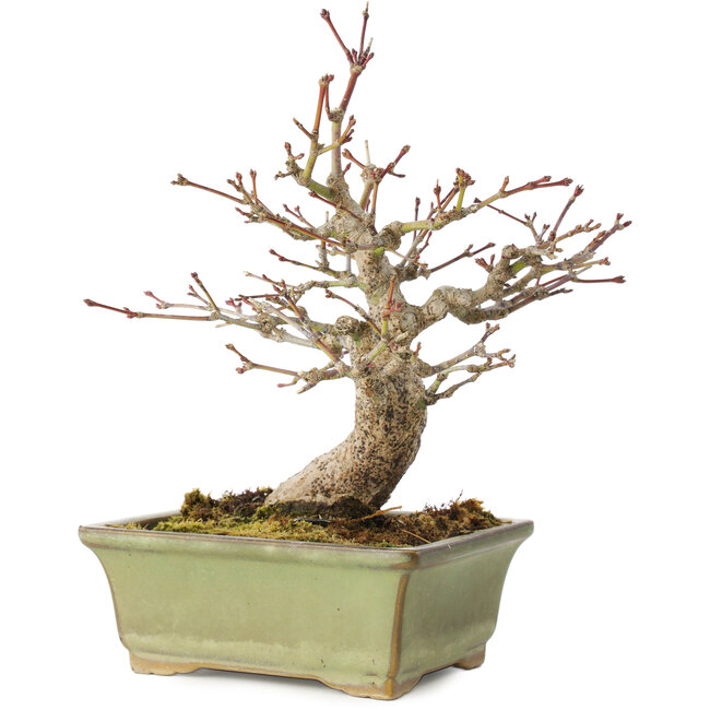 Acer palmatum, 20 cm, ± 20 jaar oud