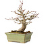 Acer palmatum, 20 cm, ± 20 jaar oud