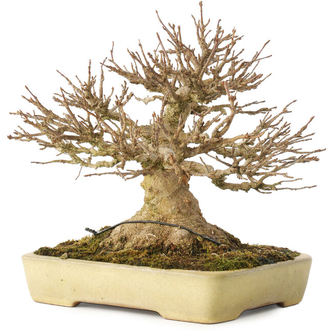 Acer buergerianum, 20,5 cm, ± 40 Jahre alt, mit einem Nebari von 11,5 cm, in einem handgefertigten japanischen Topf von Yamafusa