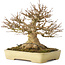 Acer buergerianum, 20,5 cm, ± 40 jaar oud, met een nebari van 11,5 cm, in een handgemaakte Japanse pot van Yamafusa