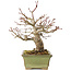Acer palmatum, 20 cm, ± 20 jaar oud