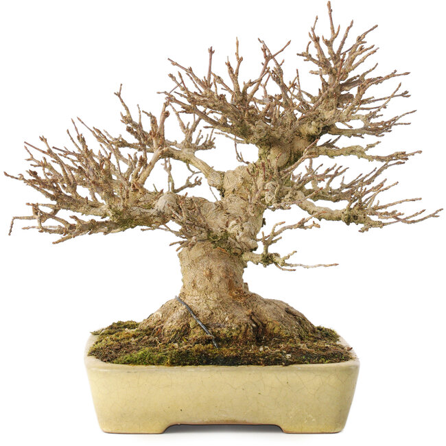 Acer buergerianum, 20,5 cm, ± 40 ans, avec un nebari de 11,5 cm, dans un pot japonais fait main par Yamafusa