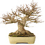 Acer buergerianum, 20,5 cm, ± 40 jaar oud, met een nebari van 11,5 cm, in een handgemaakte Japanse pot van Yamafusa