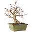 Acer palmatum, 20 cm, ± 20 jaar oud