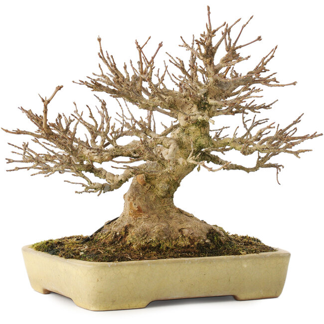 Acer buergerianum, 20,5 cm, ± 40 anni, con un nebari di 11,5 cm, in un vaso giapponese fatto a mano da Yamafusa