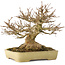 Acer buergerianum, 20,5 cm, ± 40 años, con un nebari de 11,5 cm, en una maceta japonesa hecha a mano por Yamafusa