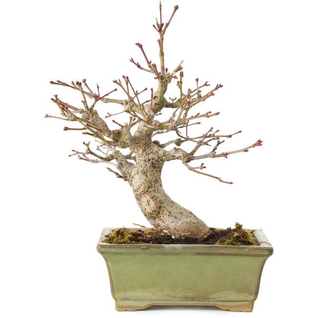 Acer palmatum, 20 cm, ± 20 años