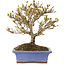 Acer buergerianum, 17,5 cm, ± 10 jaar oud