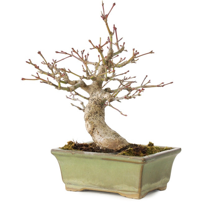Acer palmatum, 20 cm, ± 20 anni