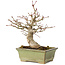 Acer palmatum, 20 cm, ± 20 jaar oud