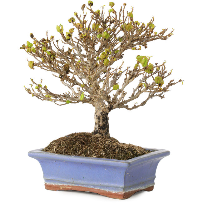 Acer buergerianum, 17,5 cm, ± 10 años