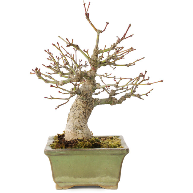 Acer palmatum, 20 cm, ± 20 años