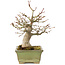 Acer palmatum, 20 cm, ± 20 jaar oud