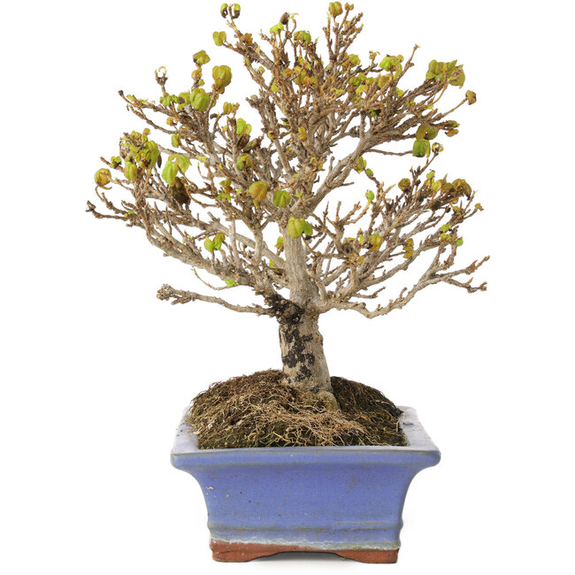 Acer buergerianum, 17,5 cm, ± 10 Jahre alt