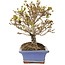 Acer buergerianum, 17,5 cm, ± 10 jaar oud