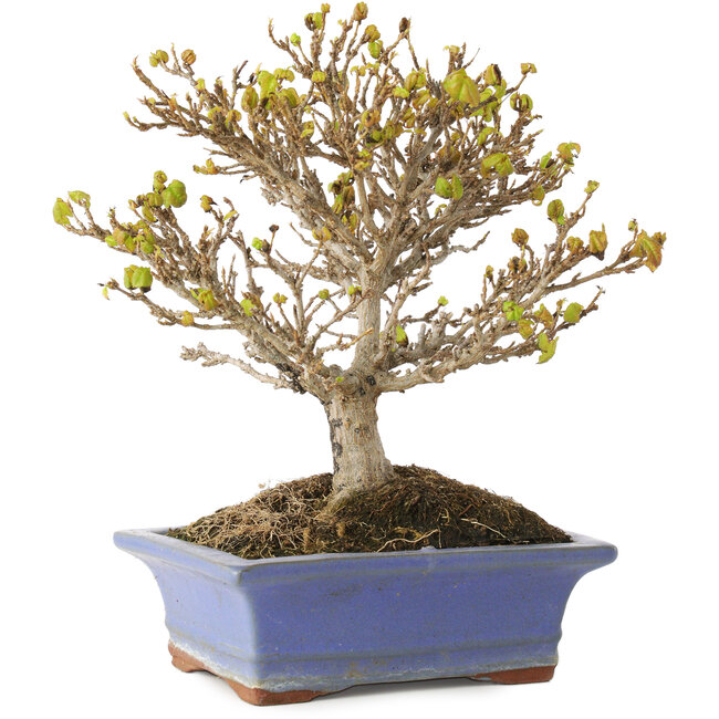 Acer buergerianum, 17,5 cm, ± 10 Jahre alt