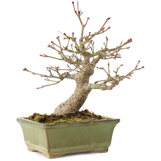 Acer palmatum, 20 cm, ± 20 Jahre alt
