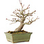 Acer palmatum, 20 cm, ± 20 jaar oud