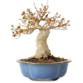 Acer buergerianum, 17,5 cm, ± 10 jaar oud