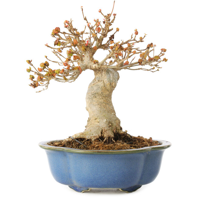 Acer buergerianum, 17,5 cm, ± 10 years old