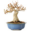 Acer buergerianum, 17,5 cm, ± 10 jaar oud