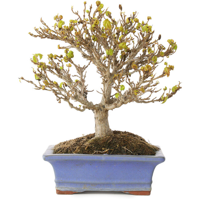 Acer buergerianum, 17,5 cm, ± 10 Jahre alt