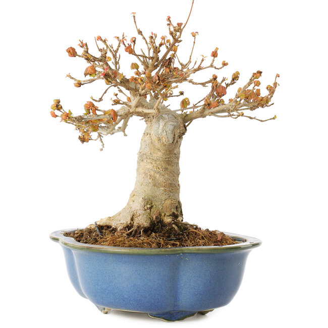 Acer buergerianum, 17,5 cm, ± 10 años