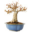 Acer buergerianum, 17,5 cm, ± 10 jaar oud