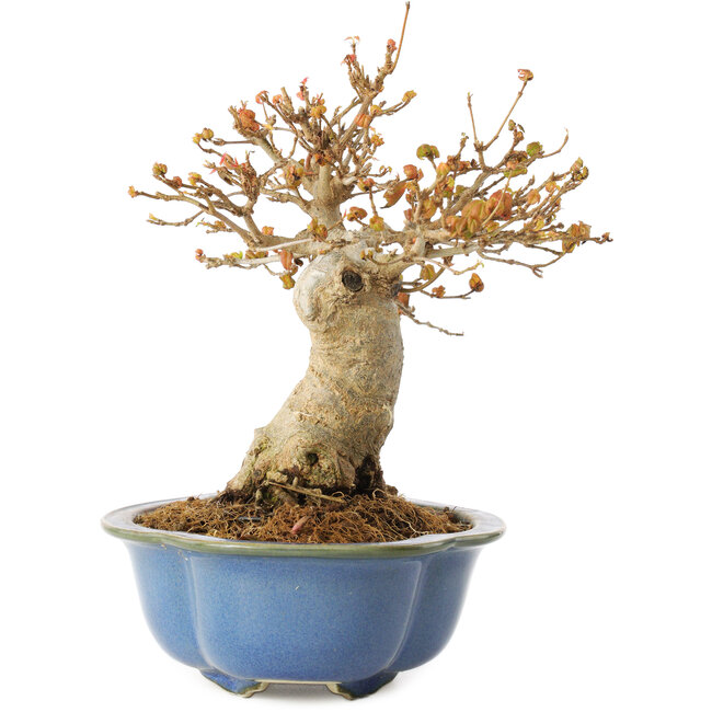 Acer buergerianum, 17,5 cm, ± 10 Jahre alt