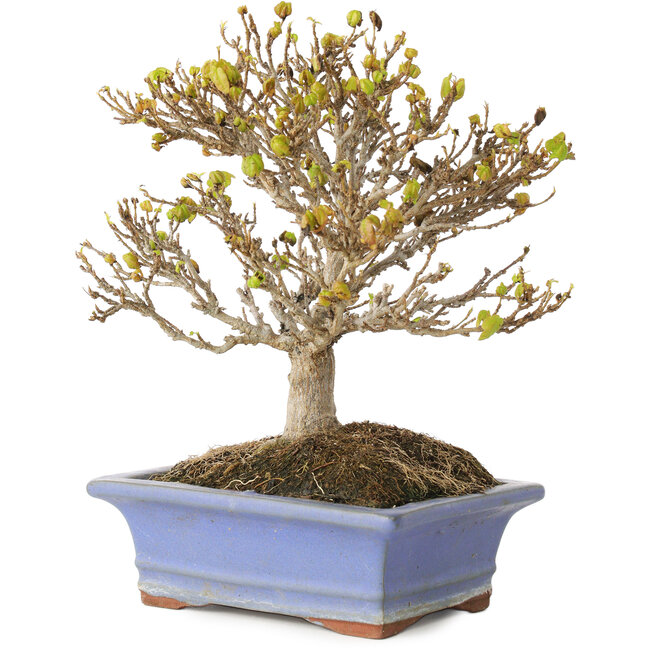 Acer buergerianum, 17,5 cm, ± 10 Jahre alt