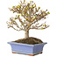 Acer buergerianum, 17,5 cm, ± 10 jaar oud